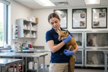 Jeune femme en uniforme soignant un renard dans un centre animalier